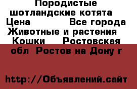 Породистые шотландские котята. › Цена ­ 5 000 - Все города Животные и растения » Кошки   . Ростовская обл.,Ростов-на-Дону г.